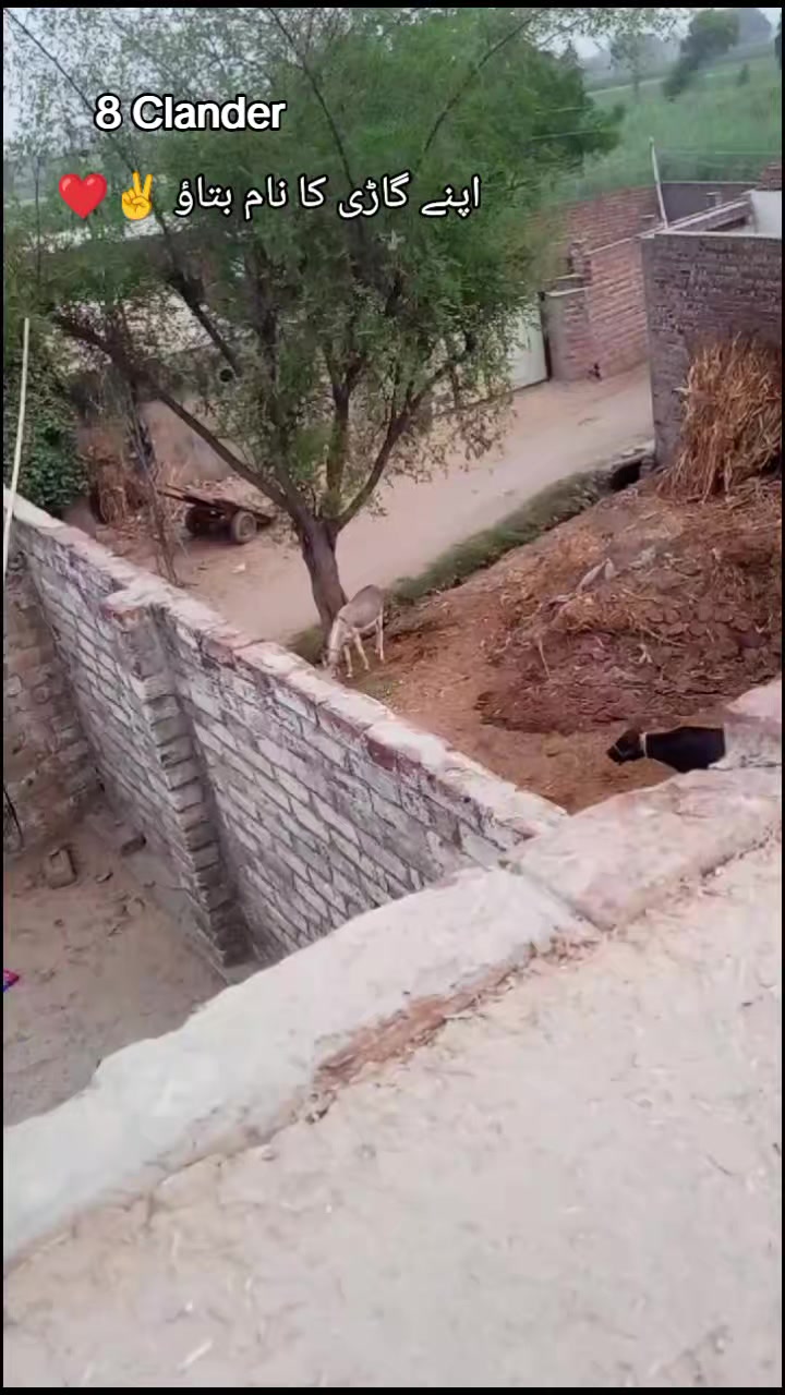 @❤️🩹شانی سندھو 🌱🌾