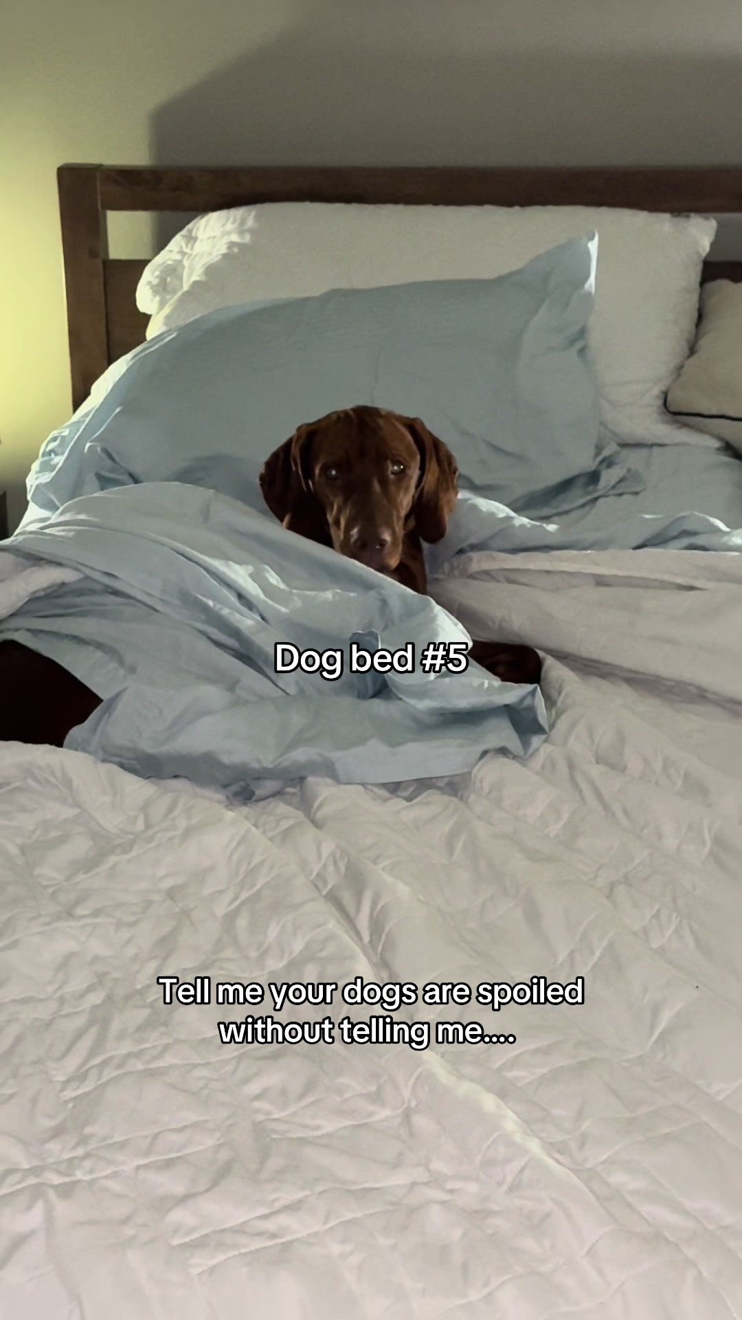 @Tycho the vizsla