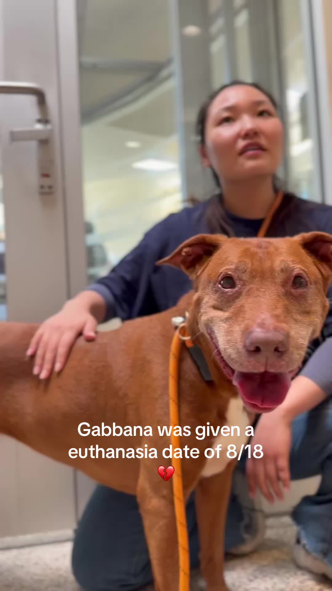 @✨shelter dog magic ✨