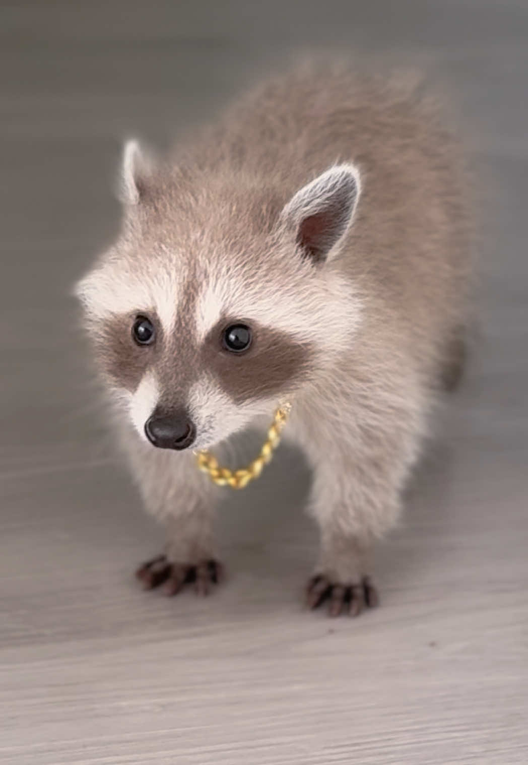 @Pooh the Raccoon