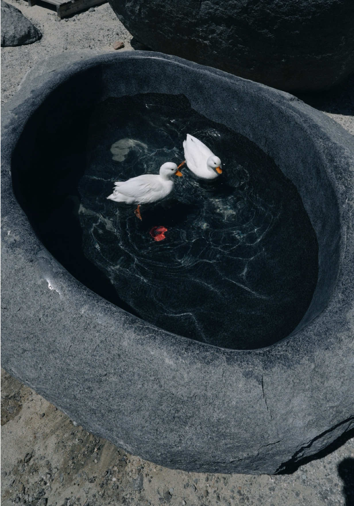 @ducks_in_space🪿🪿💦