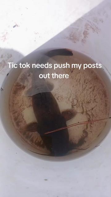 @C.P