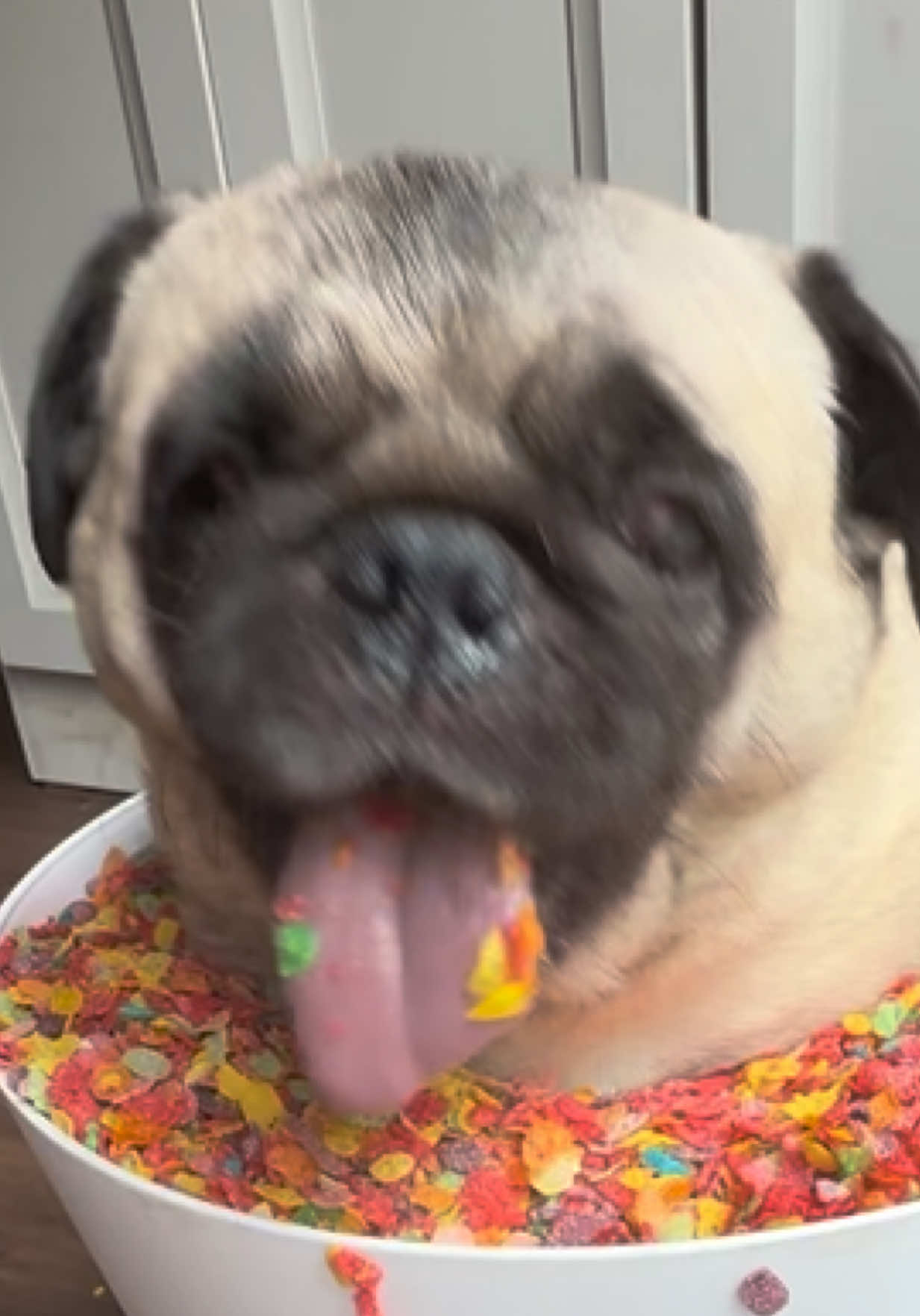 @PEARL - Quadruple-Amputee Pug