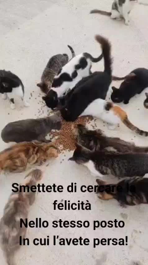 @ANIMALISTI DI FROSINONE