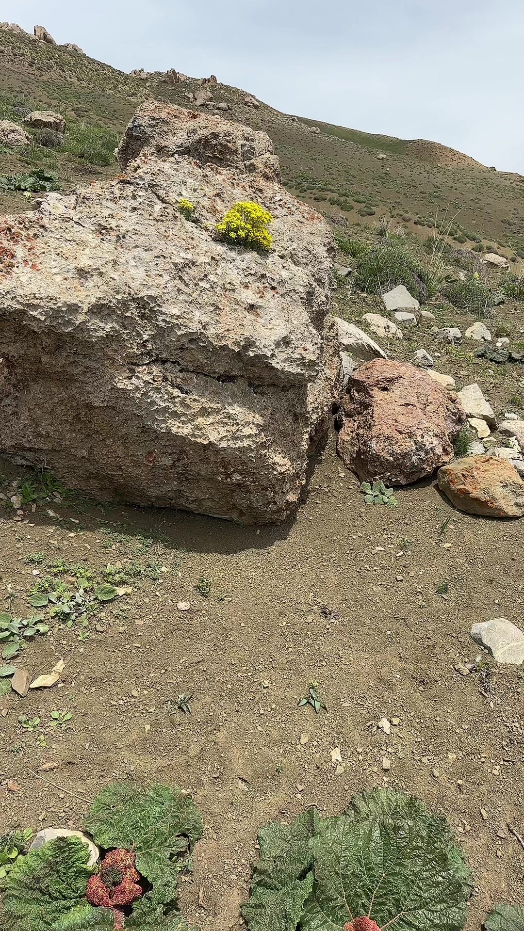 @Dural eğriboyun