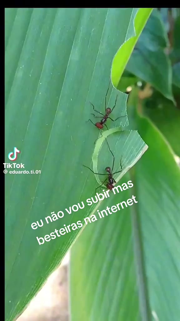 @brasil drones