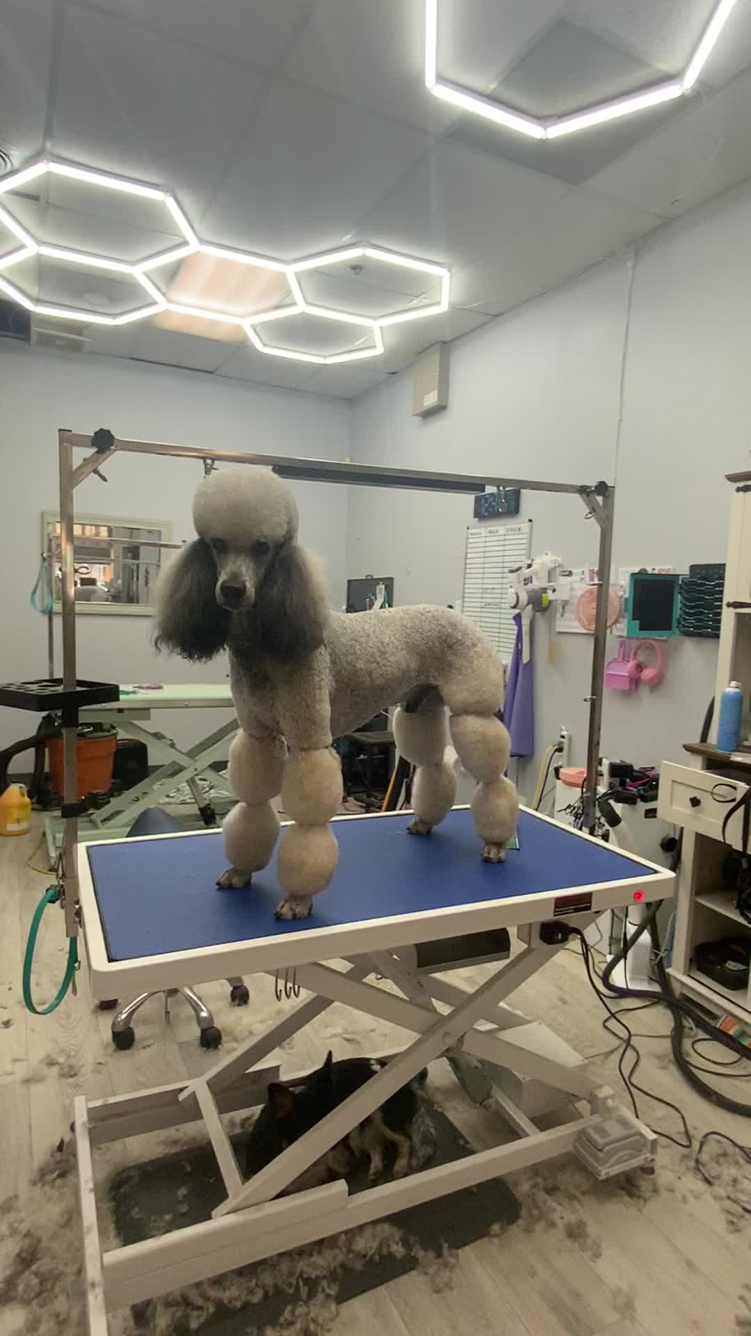 @Gadget groomer