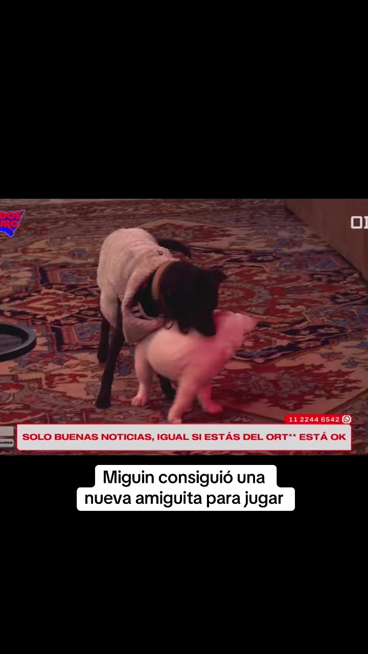 @L de Le re doy a Luli g