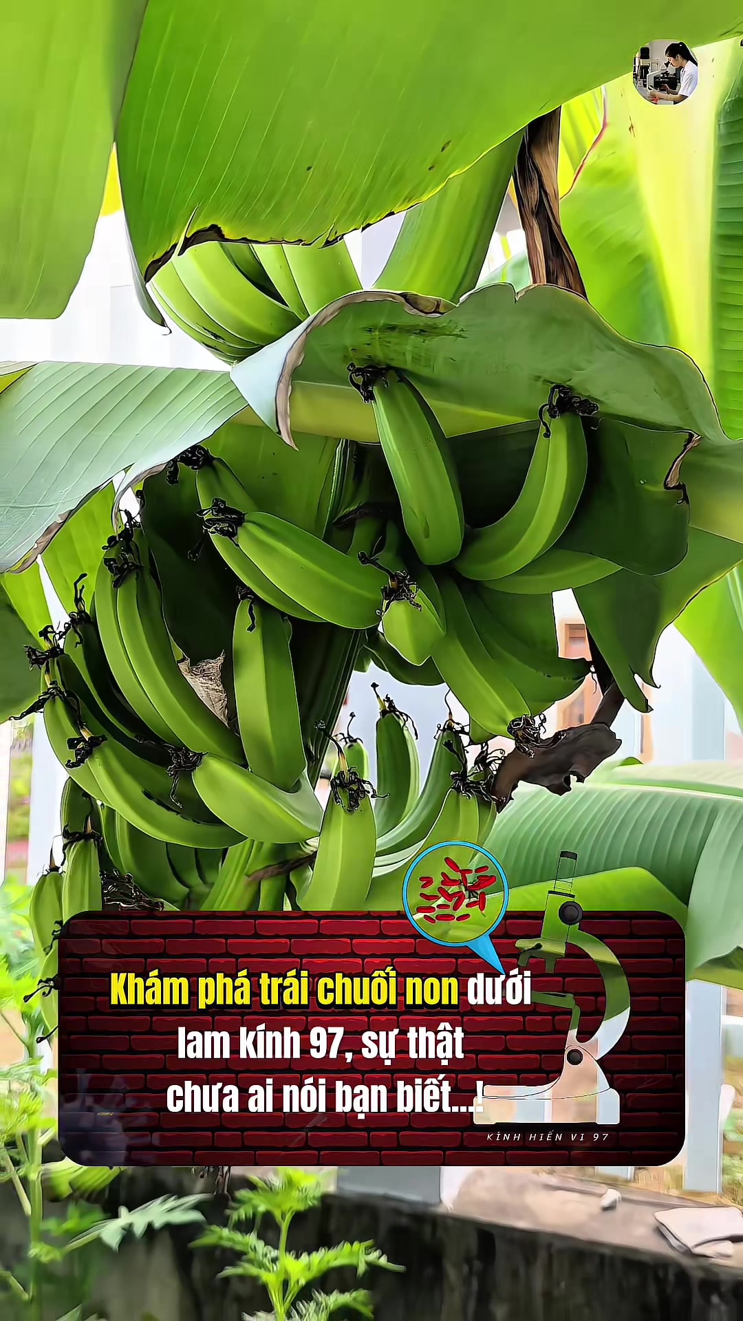 @Kính hiển vi 97