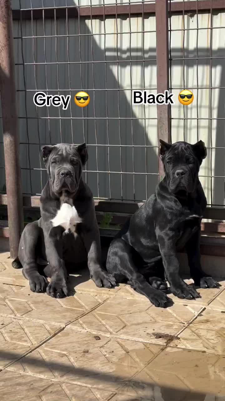 @bugattibloodlinekennels