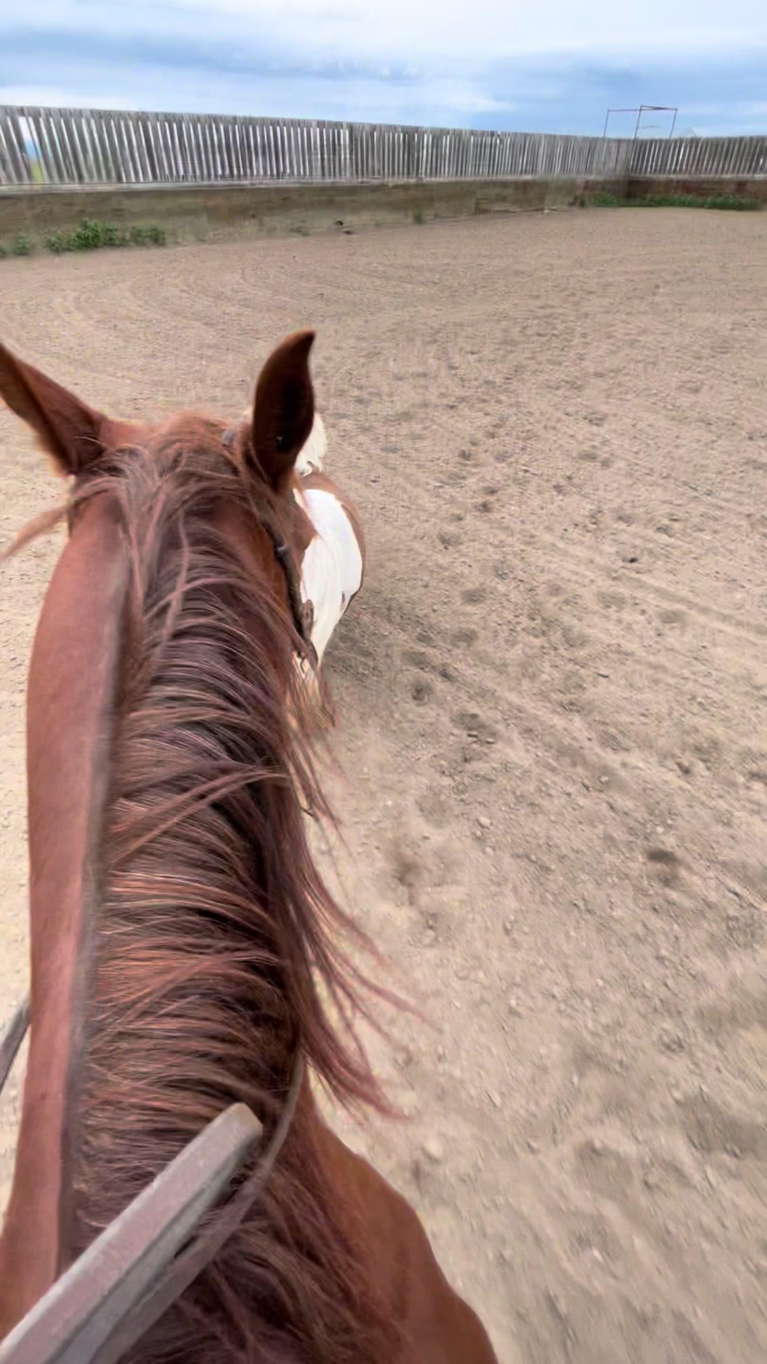 @starboundhorses