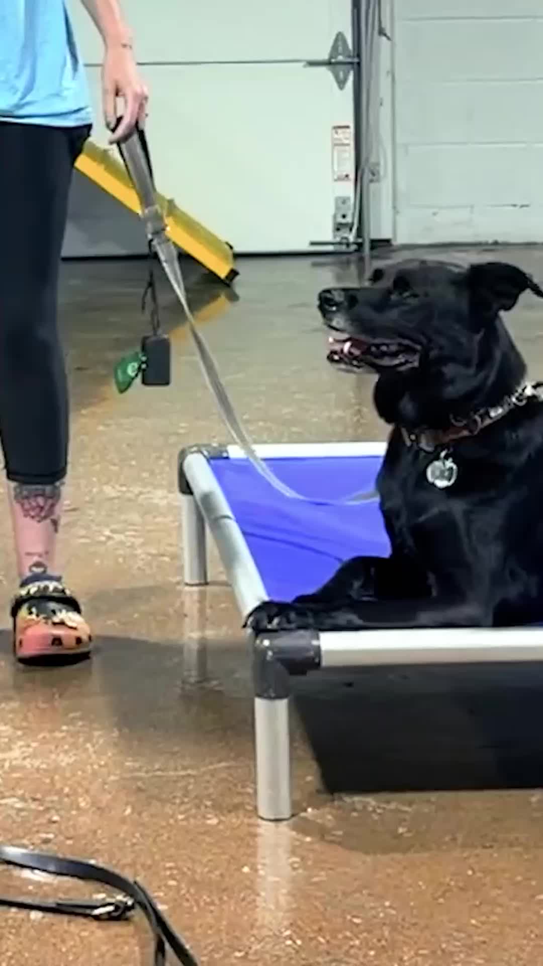 @Miracle K9 Training