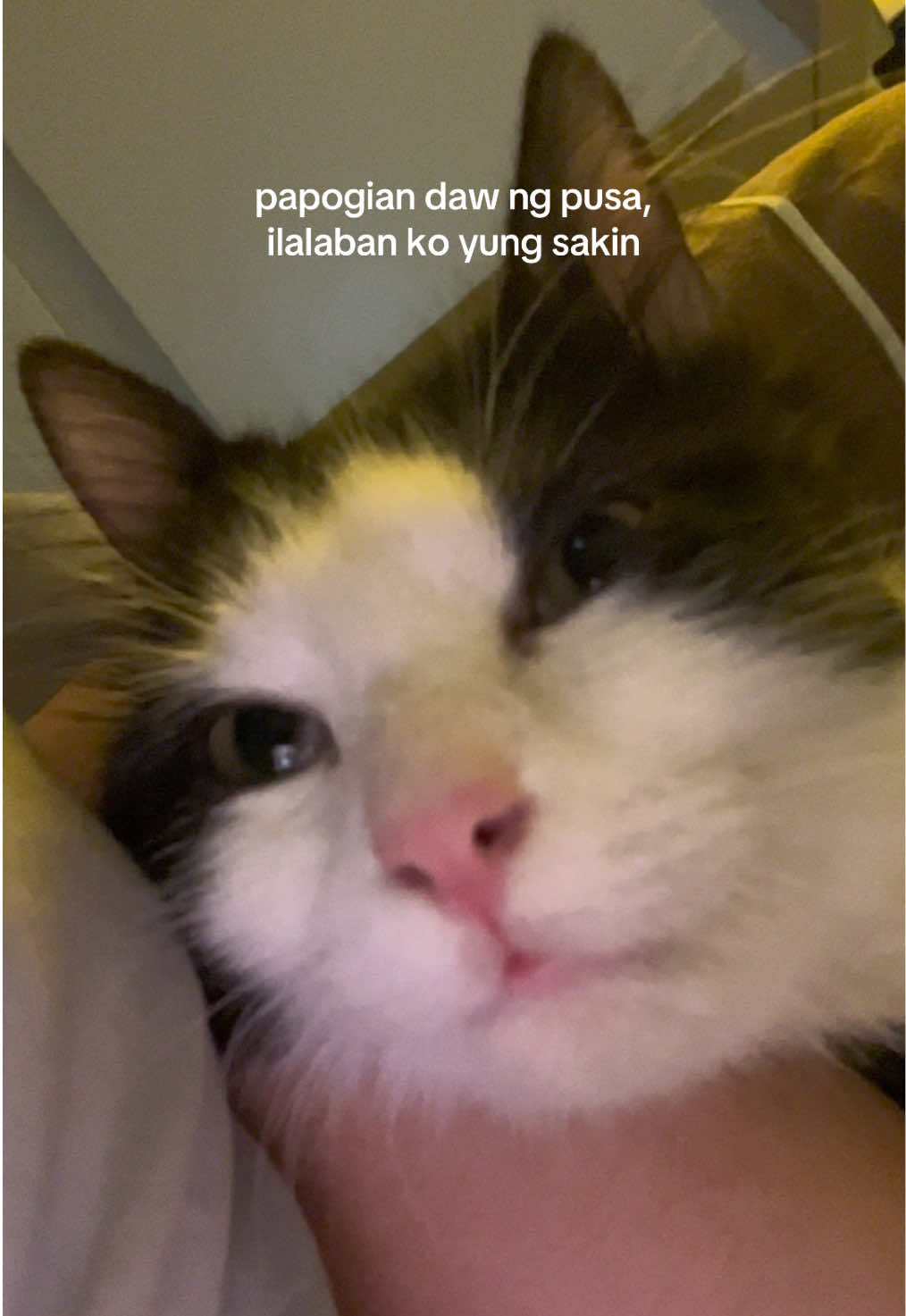 @ᰔᩚ