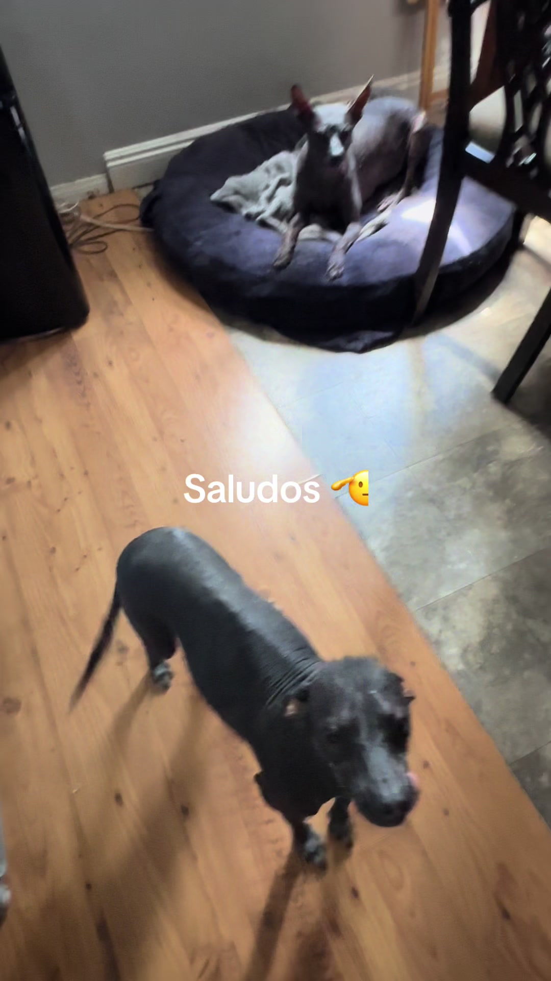 @Elcharitoopemex