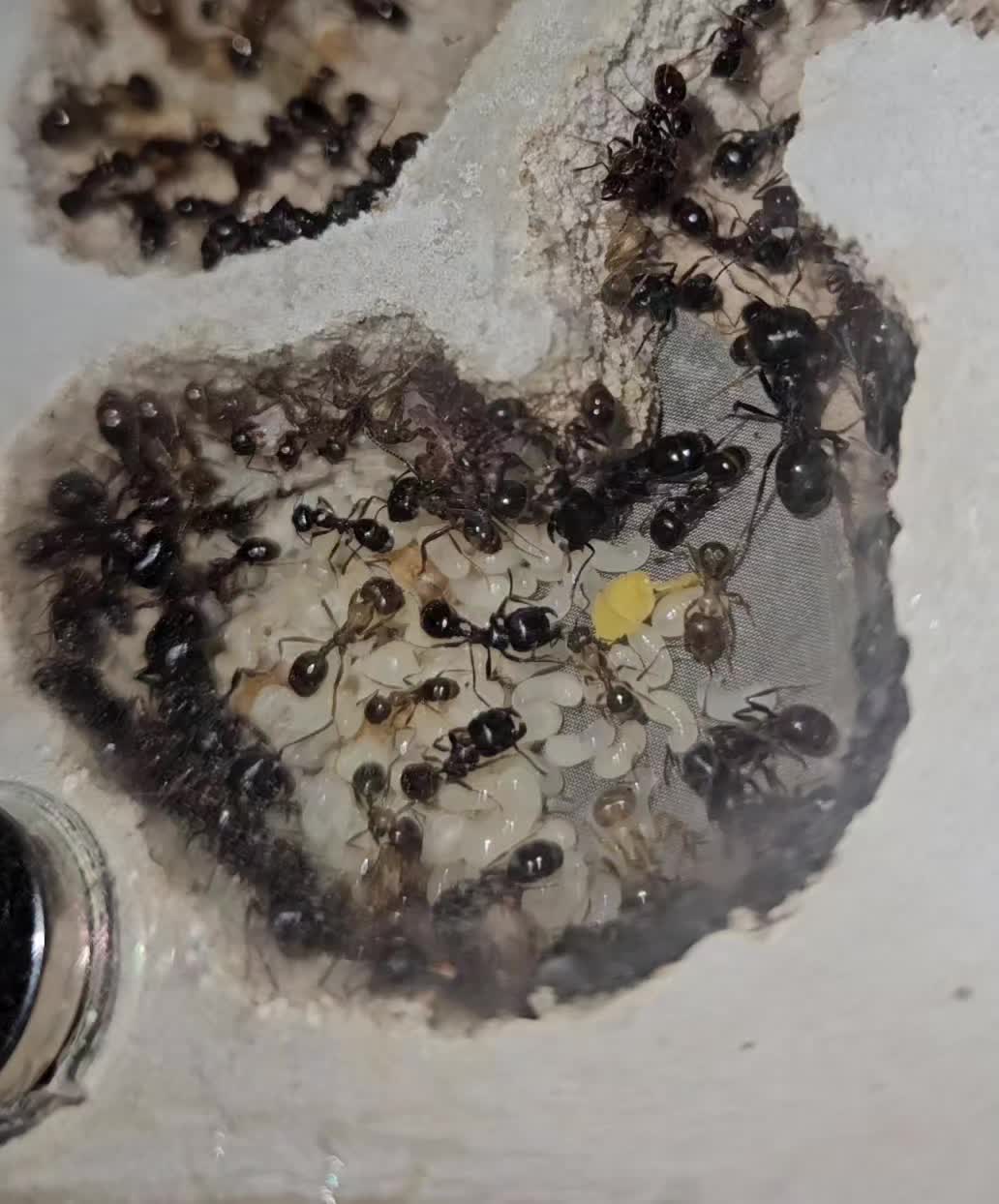 @Aaron's Ants