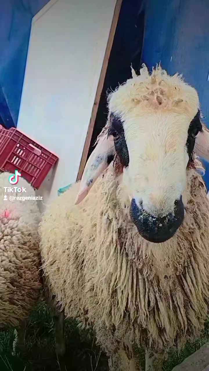 @لعميري 😎
