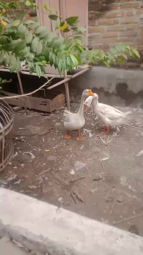 @Roni Yudianto