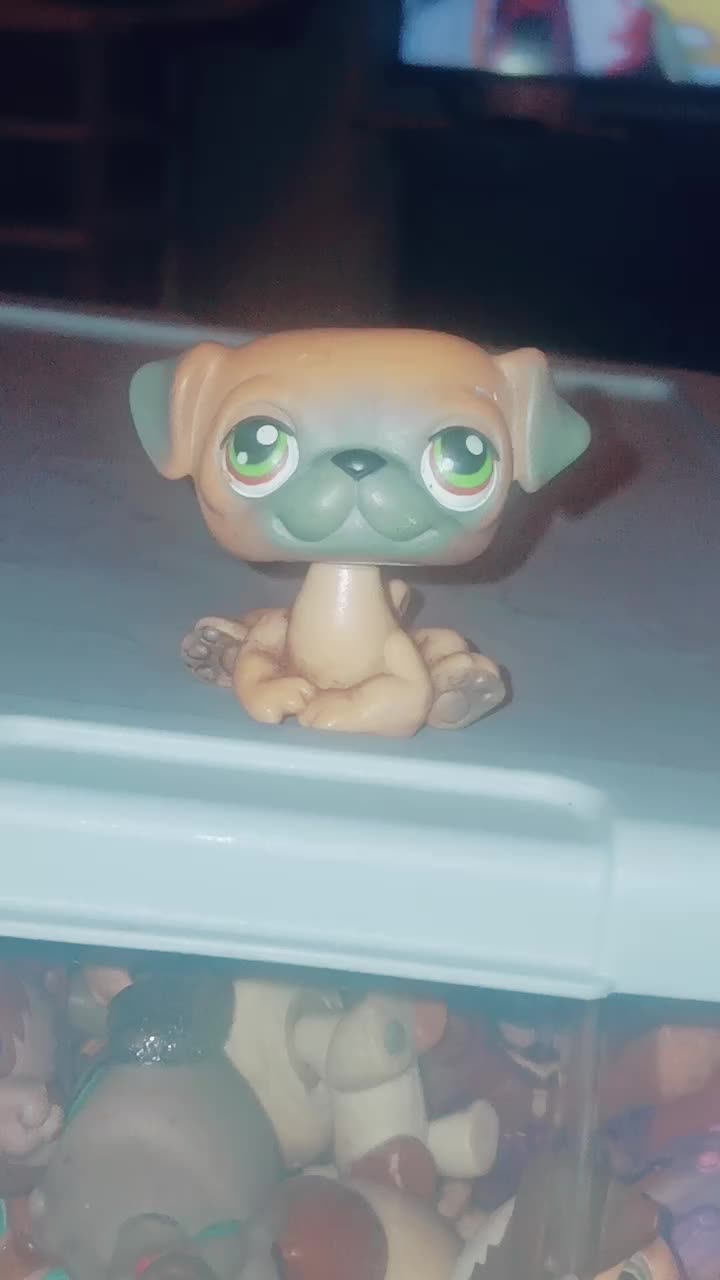 @LPS ROSE
