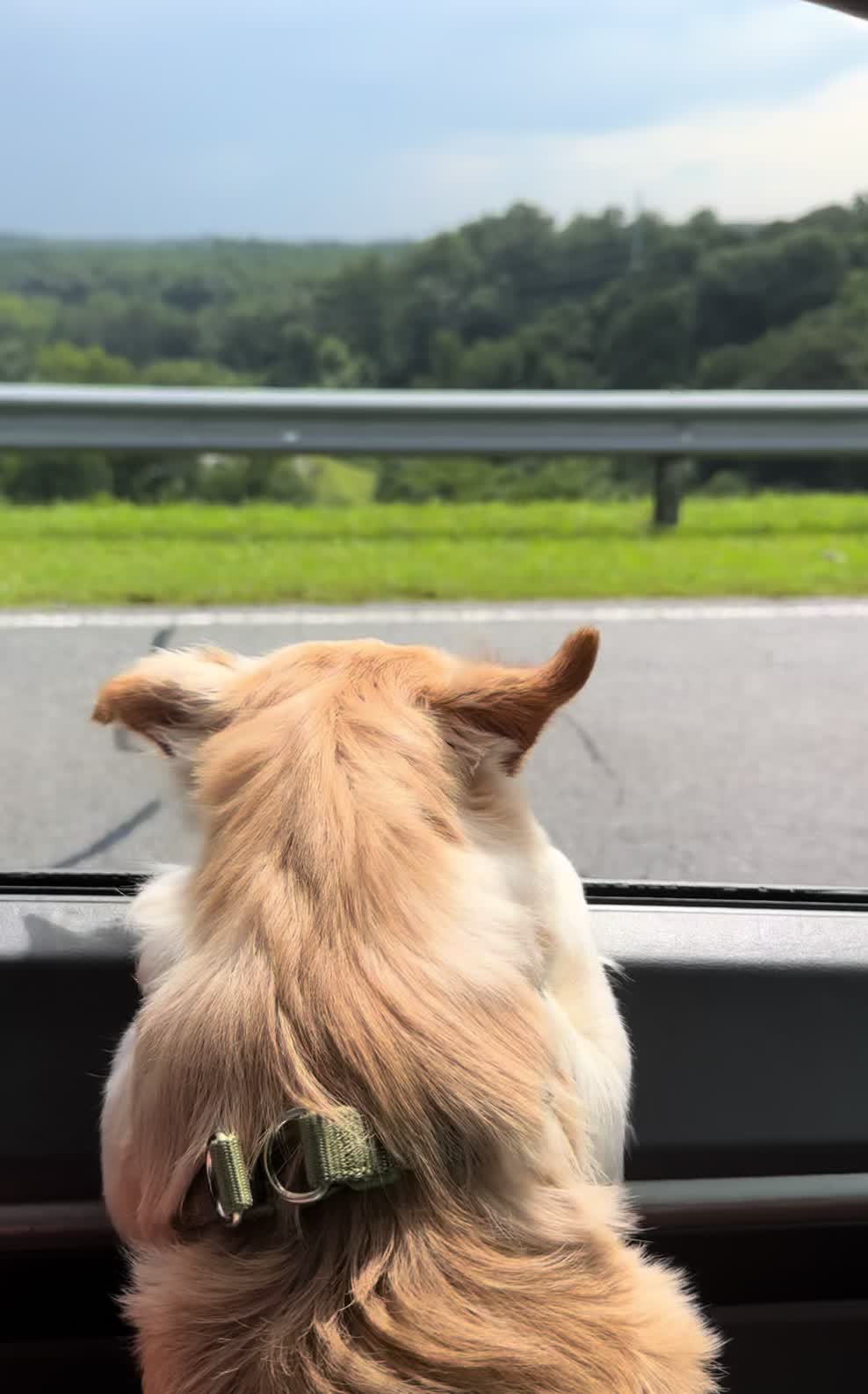 @🐕🐾MayaTheChihuahua🐾🐕