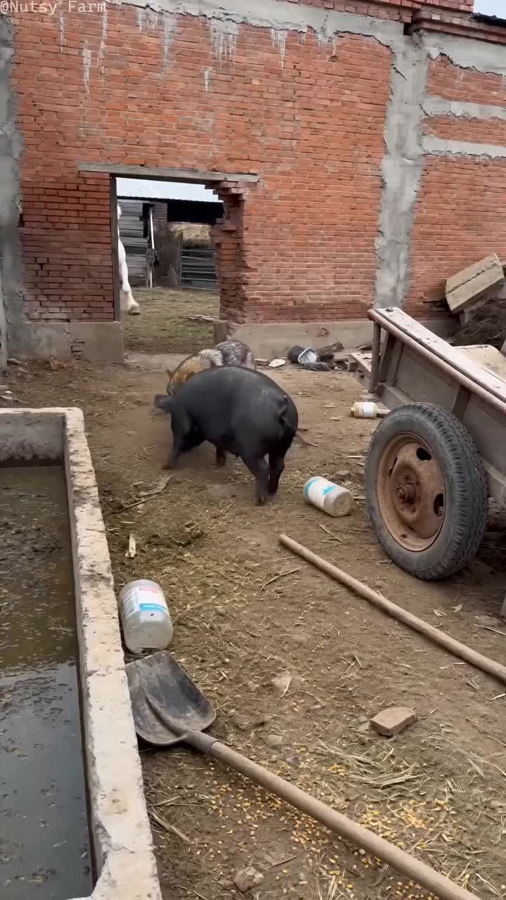@NutsyFarm