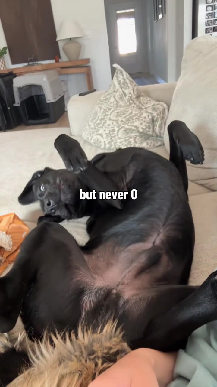 @ghostblacklab