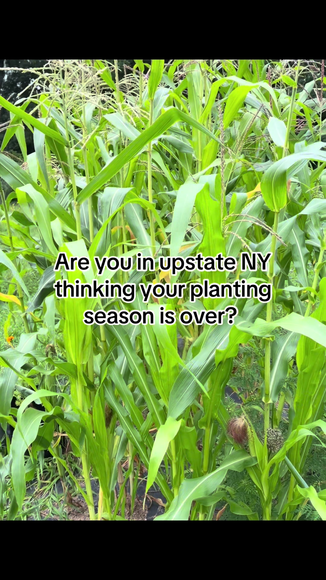 @Resistance Homesteaders