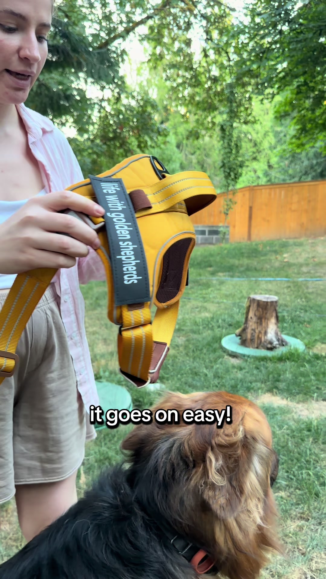 @lifewithgoldenshepherds
