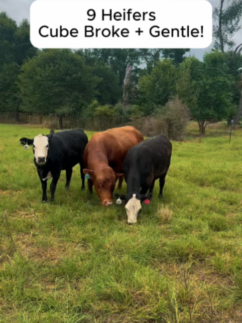 @Rutherford Land and Cattle