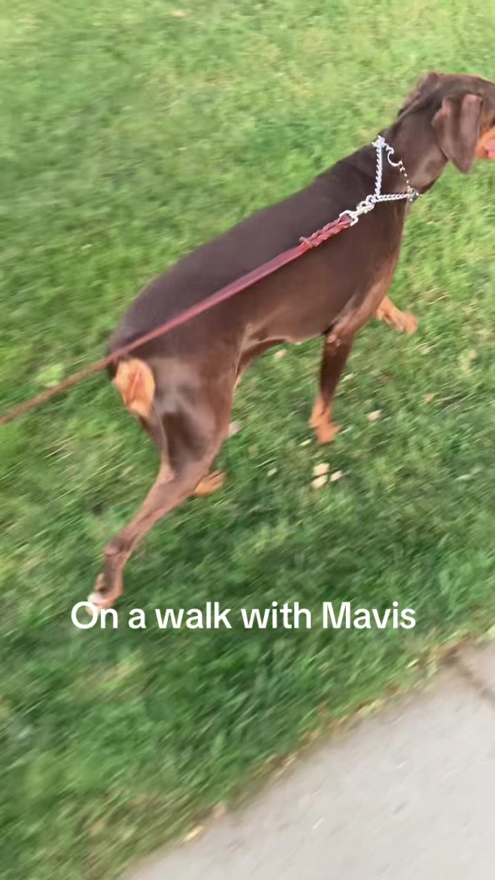 @🦓🦓🦎🦓🦓