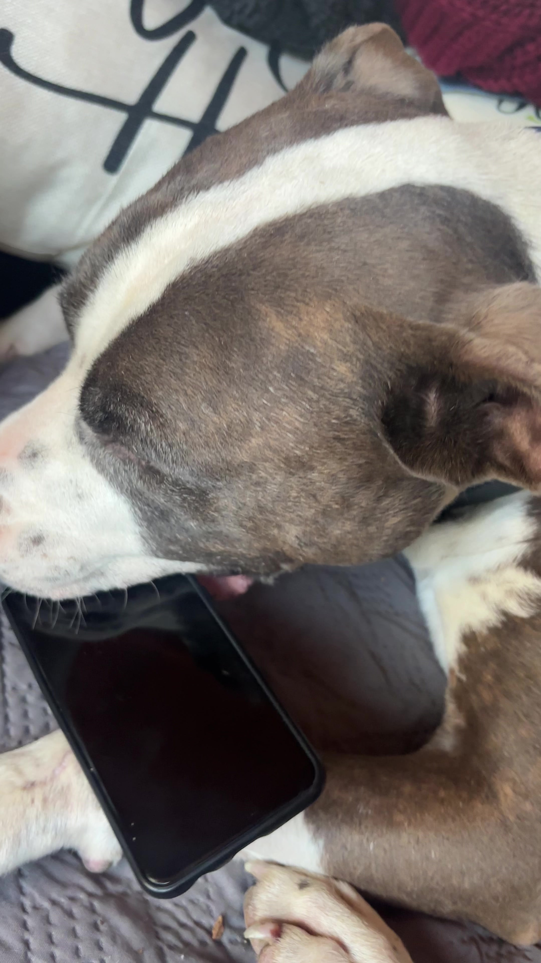 @caponethepitty