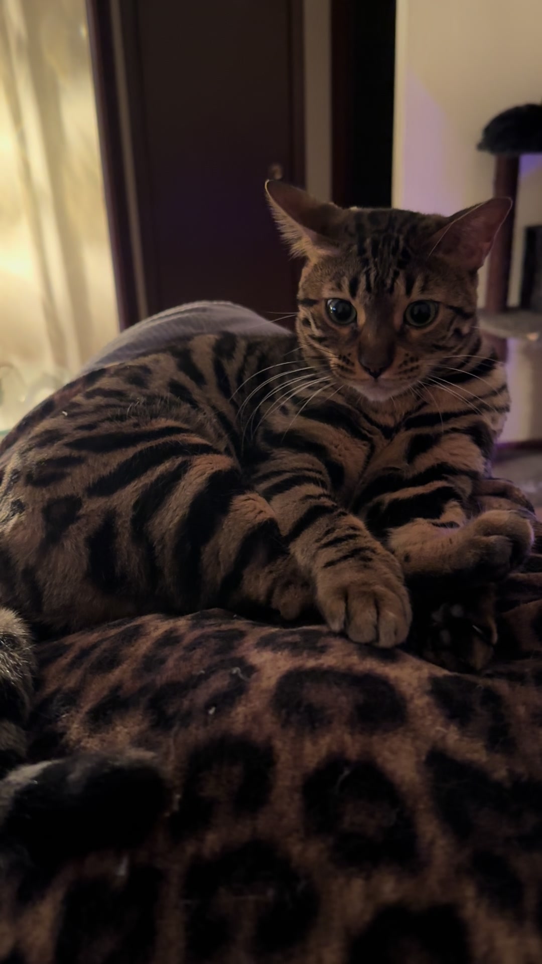 @Tiny Leopard Cats