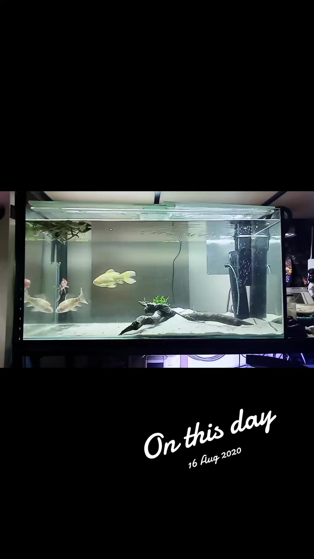 @trippy.frog