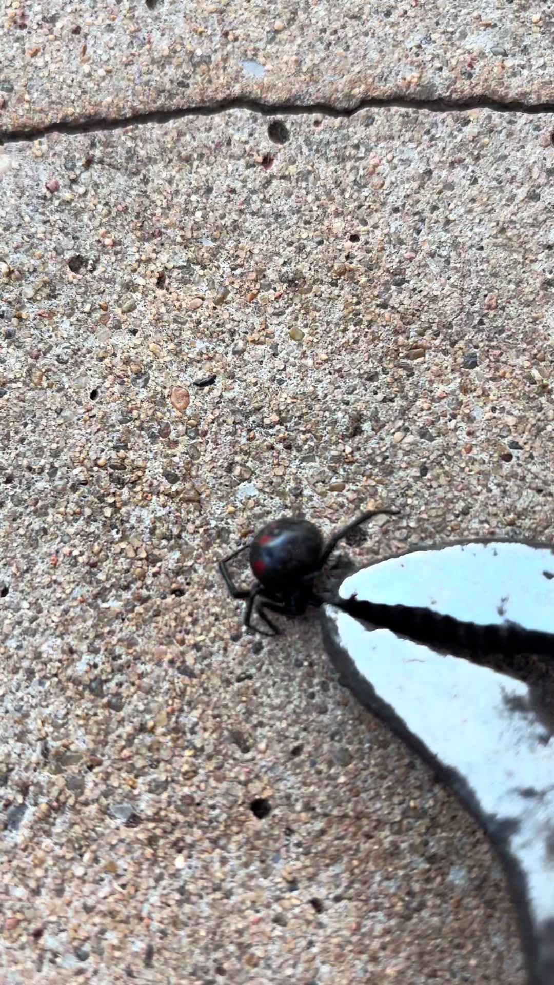 @🇩🇴🇵🇷Trigga Angel🇩🇴🇵🇷