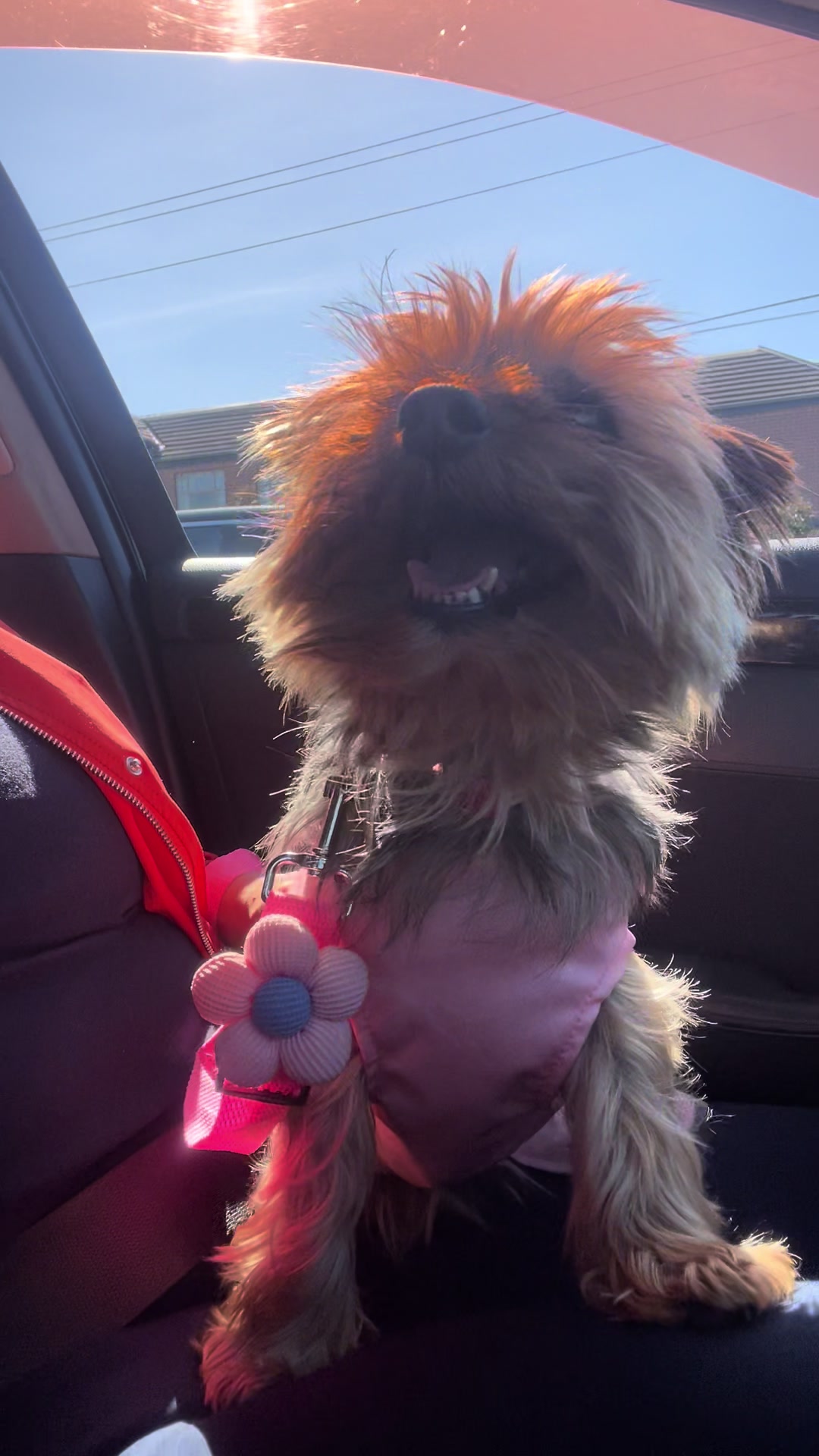 @Tinka the Yorkie