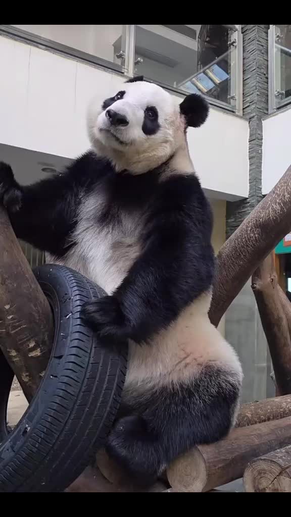 @🇵 🇦 🇳 🇩 🇦🐼🇯🇵✨