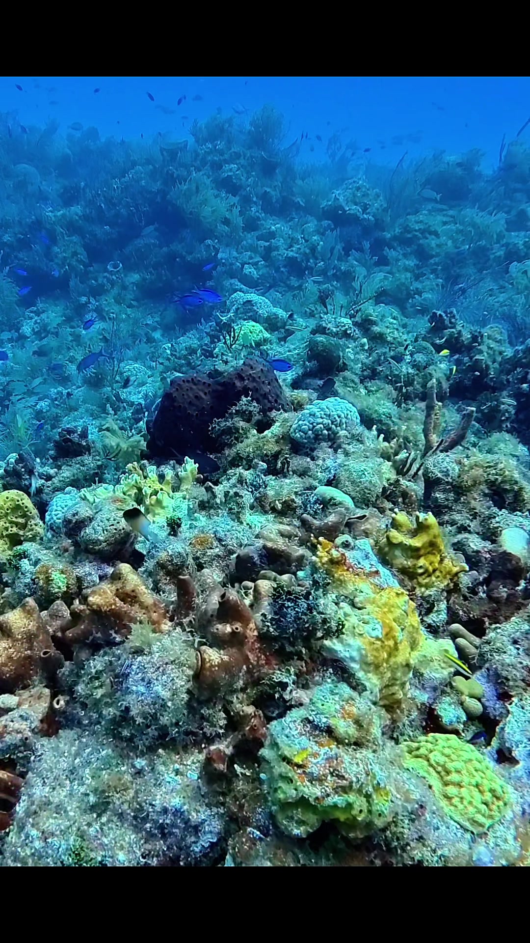 @oldnewdiver