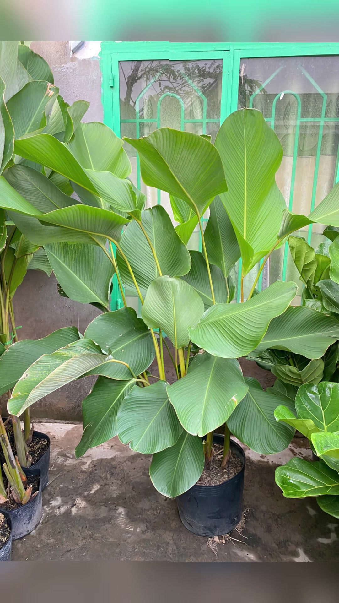 @Tiệm Lá Nhỏ