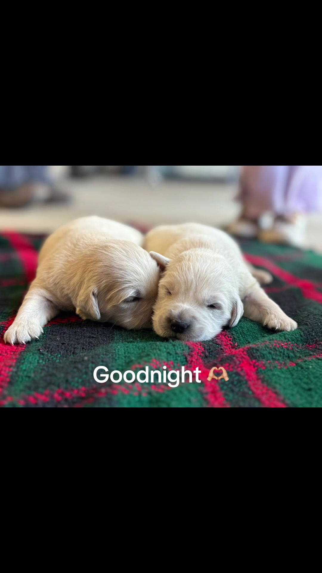 @Furry Tailed Friends NC
