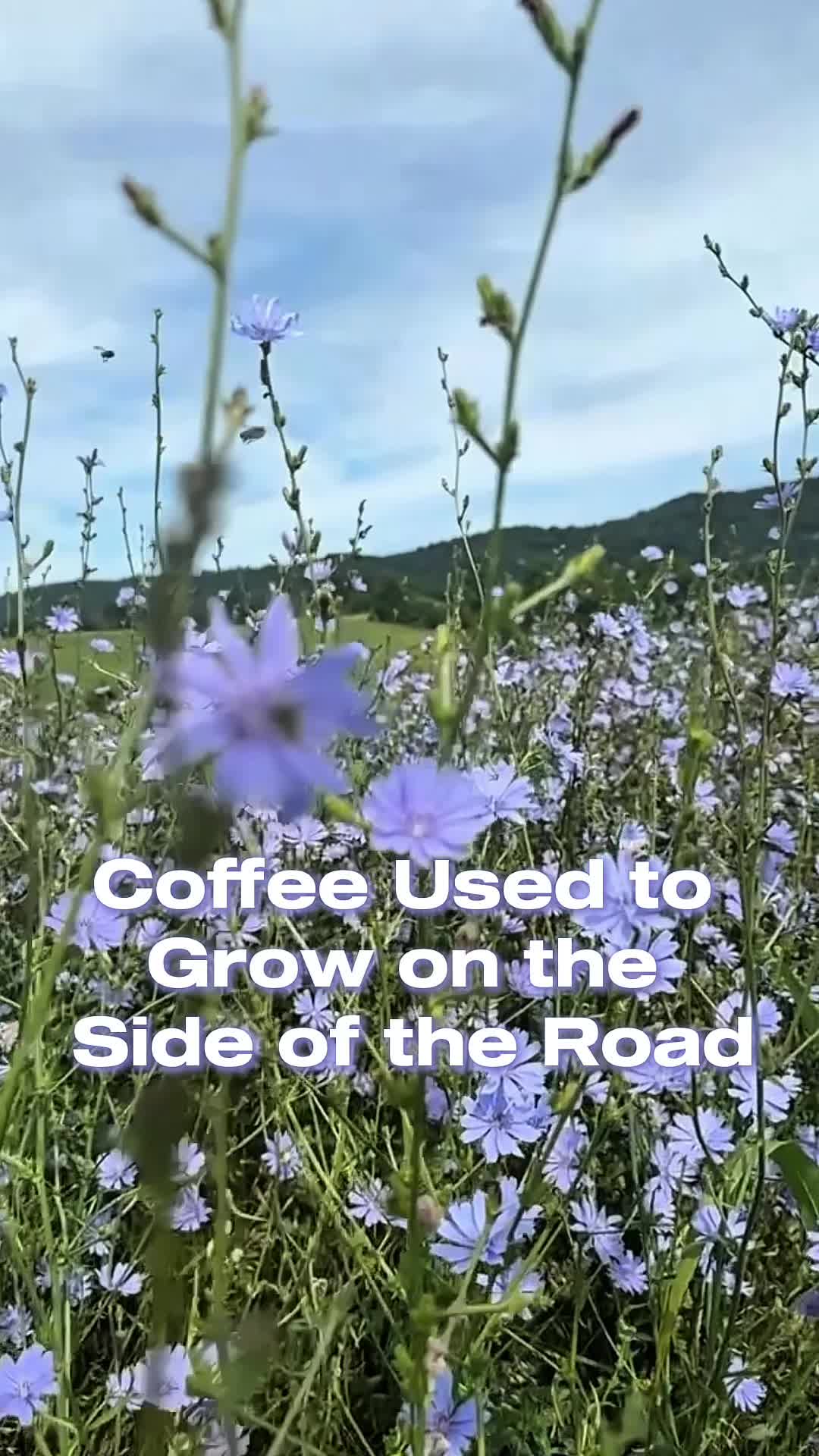 @Sweet BombDiggity Farms