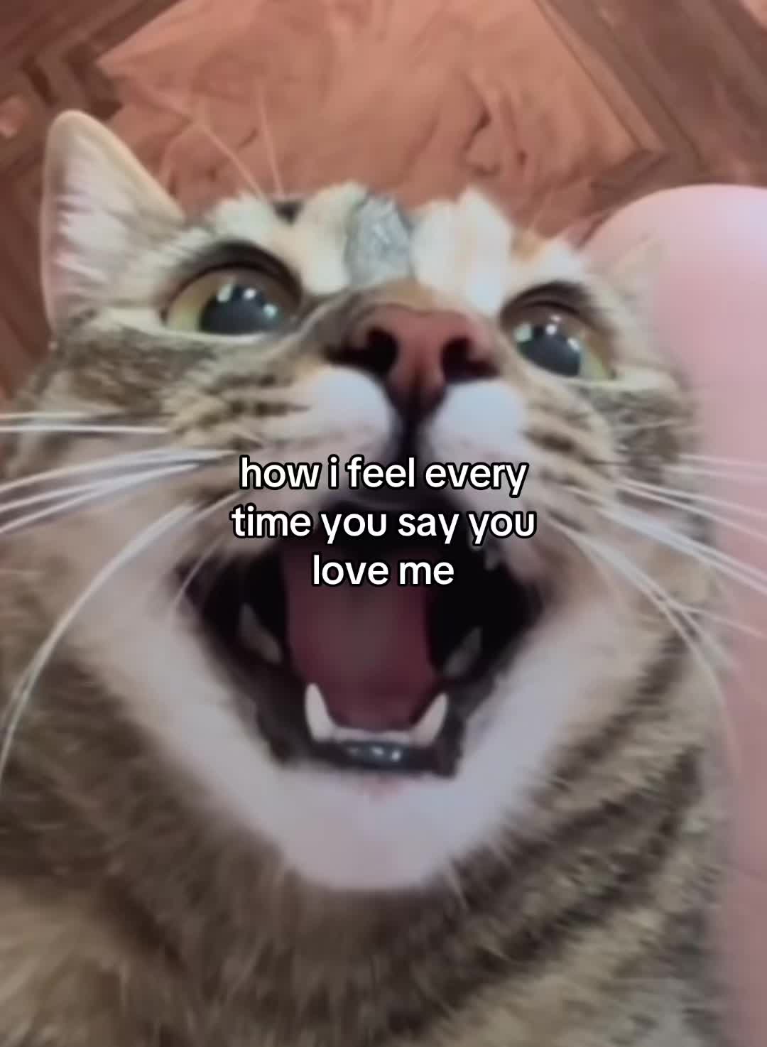 @Alice.cattok