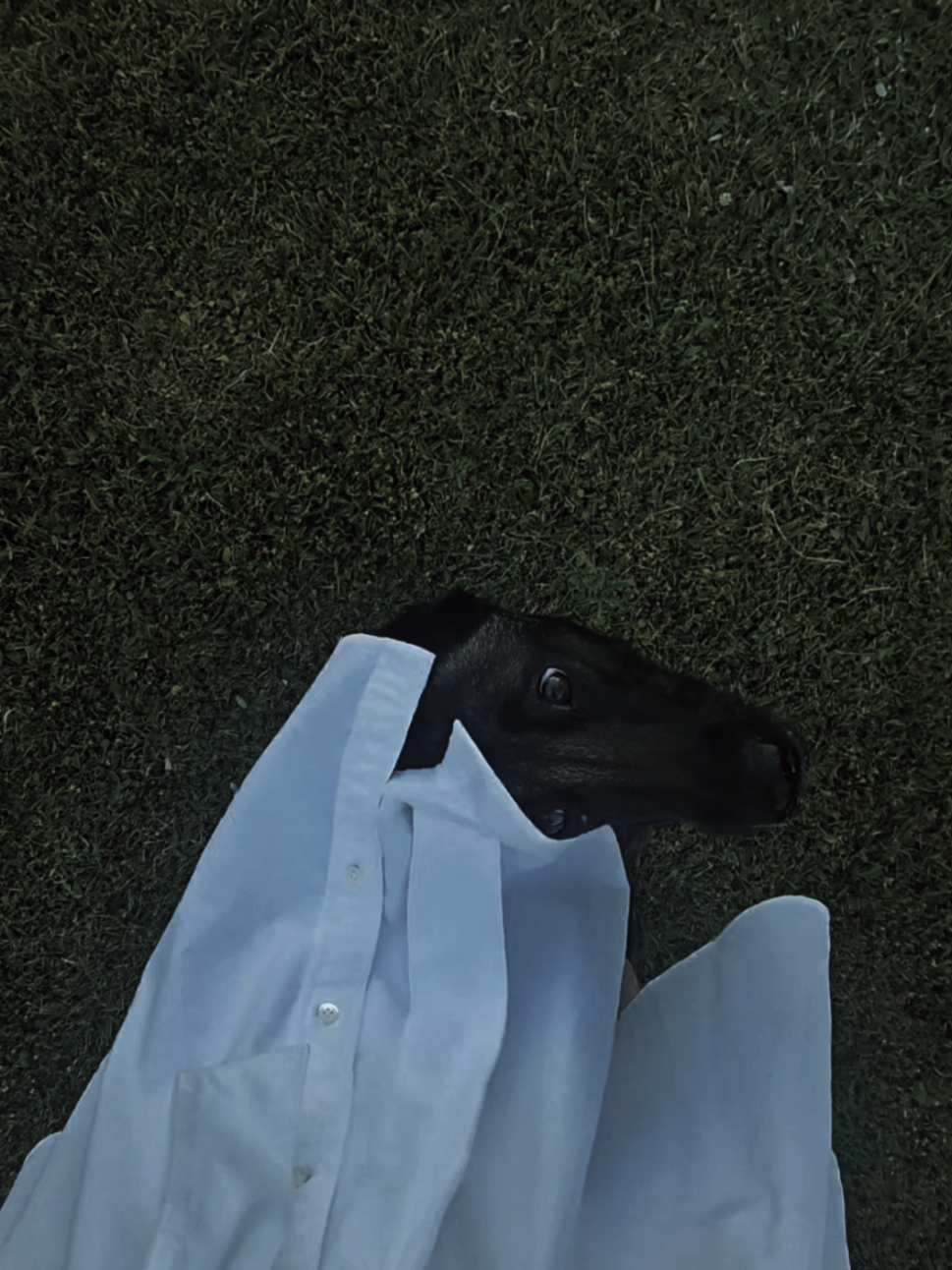 @Morgè_Malinois