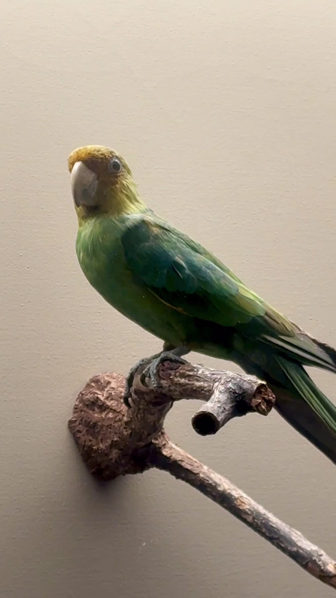@Field Museum
