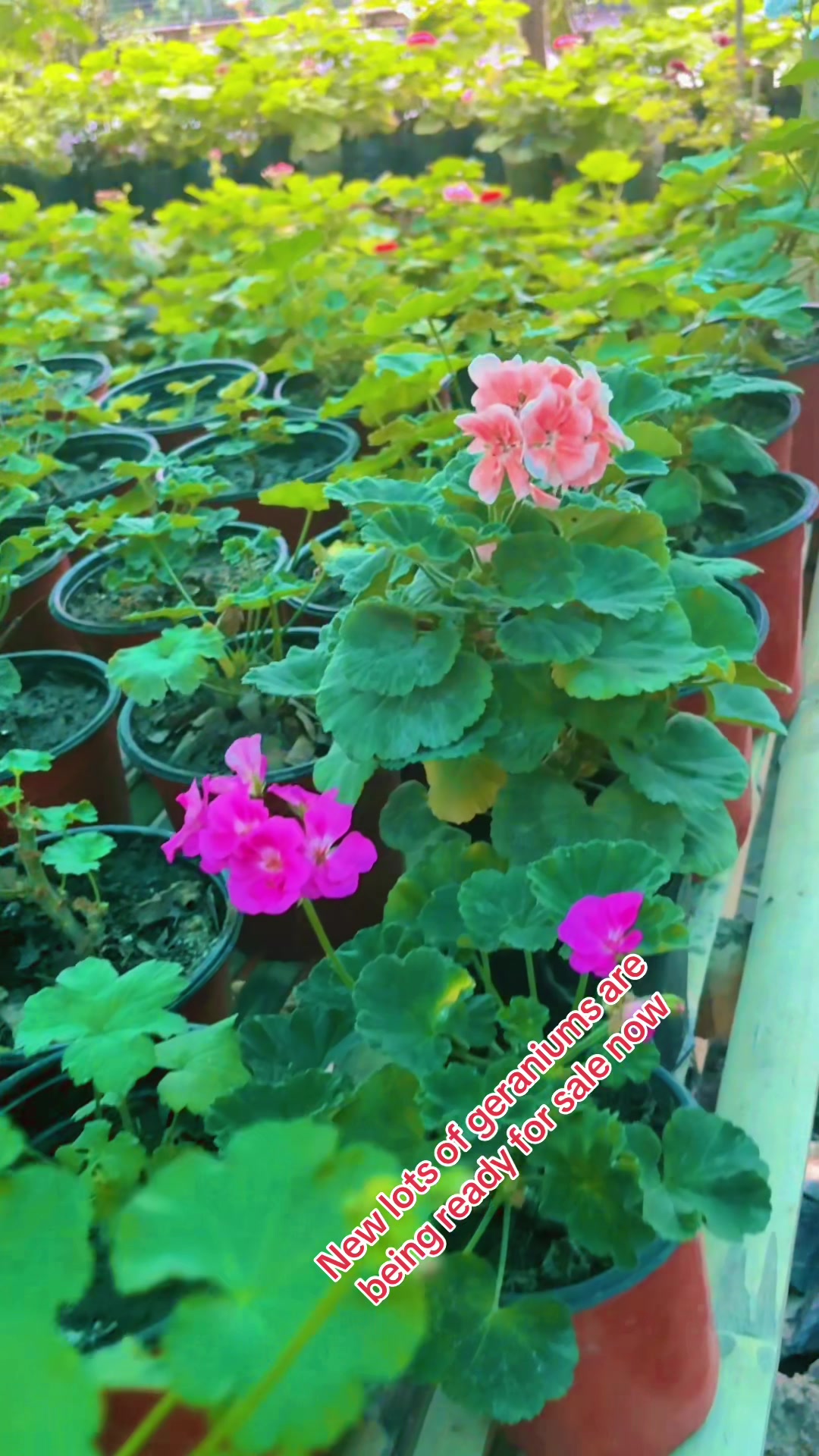 @Nirvan Nursery