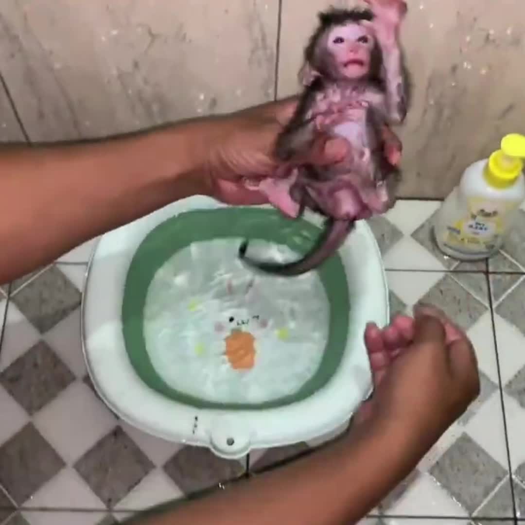 @Monkey BoBo🐵