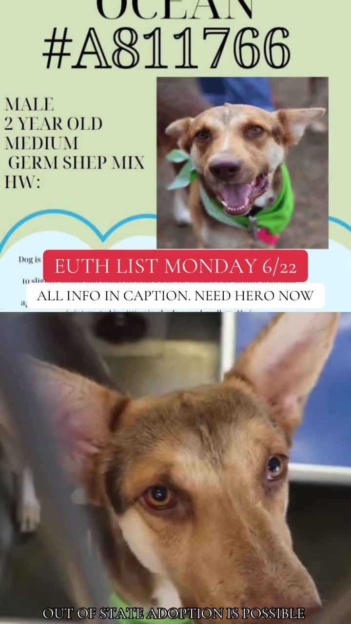 @@rescuedogs911