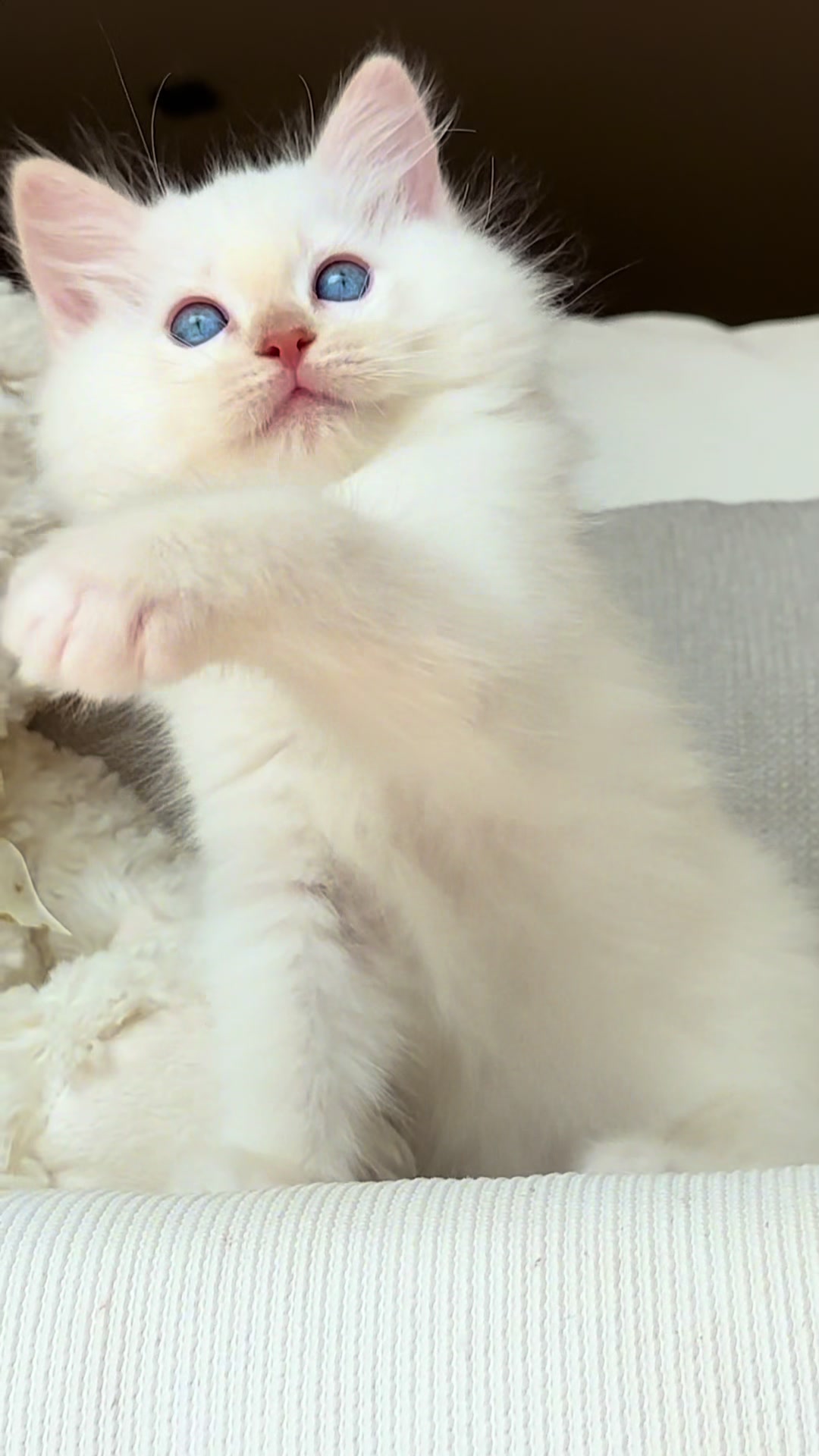 @My Epic Ragdoll