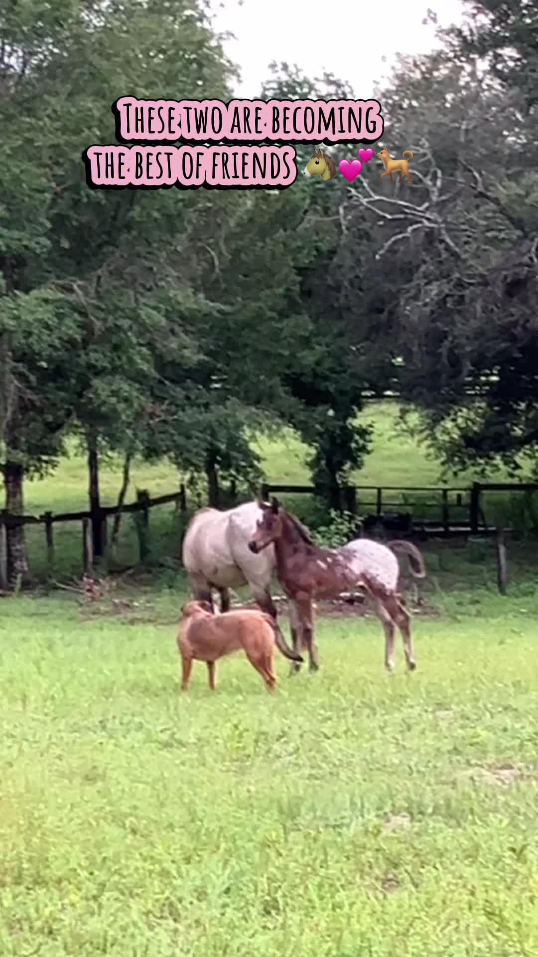 @jesswithallheranimals