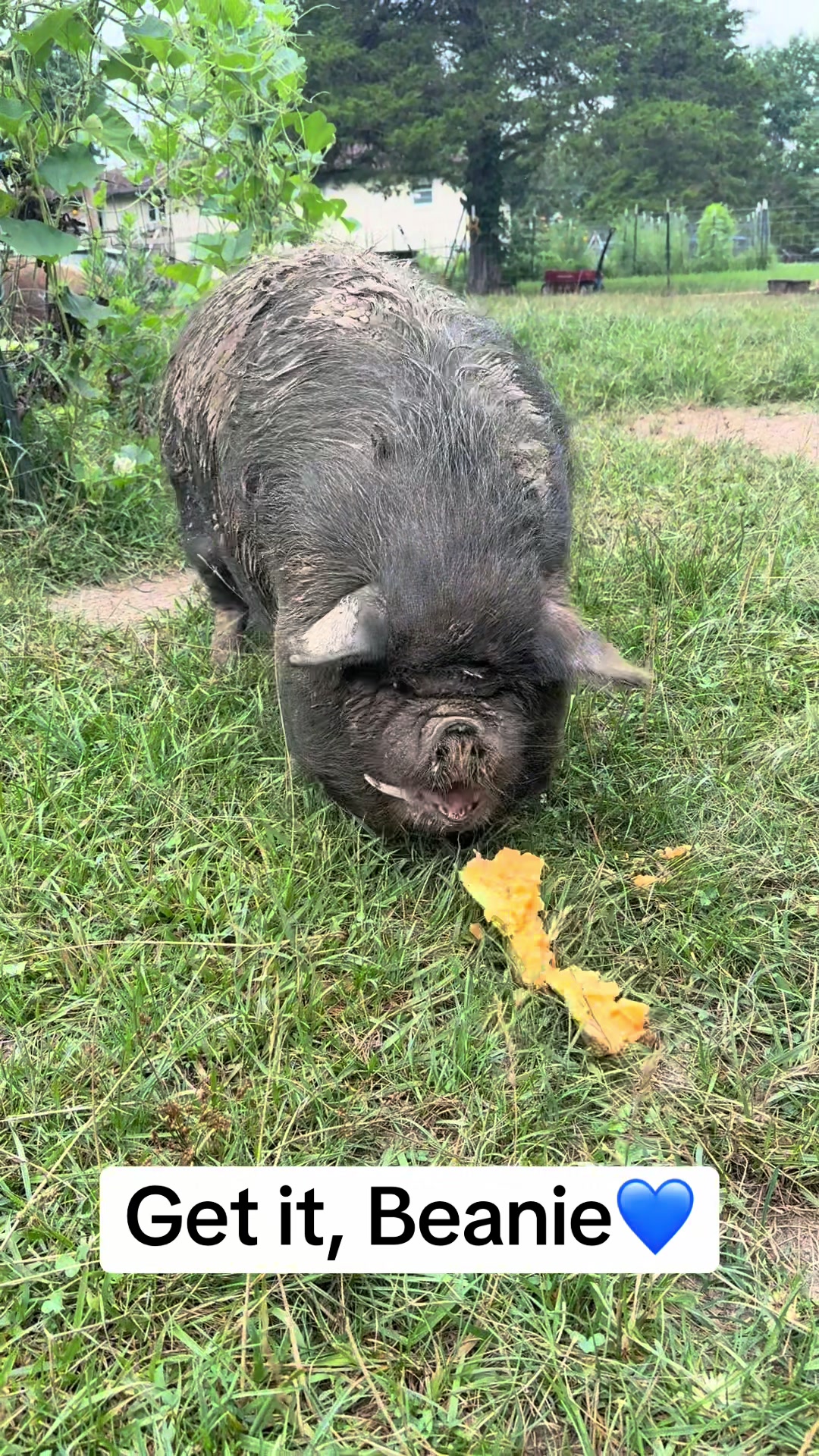 @merrickfarmstead