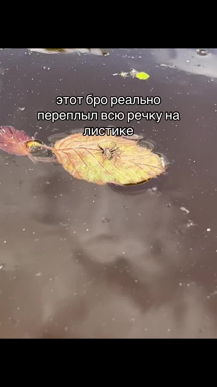 @vadimkabiiik