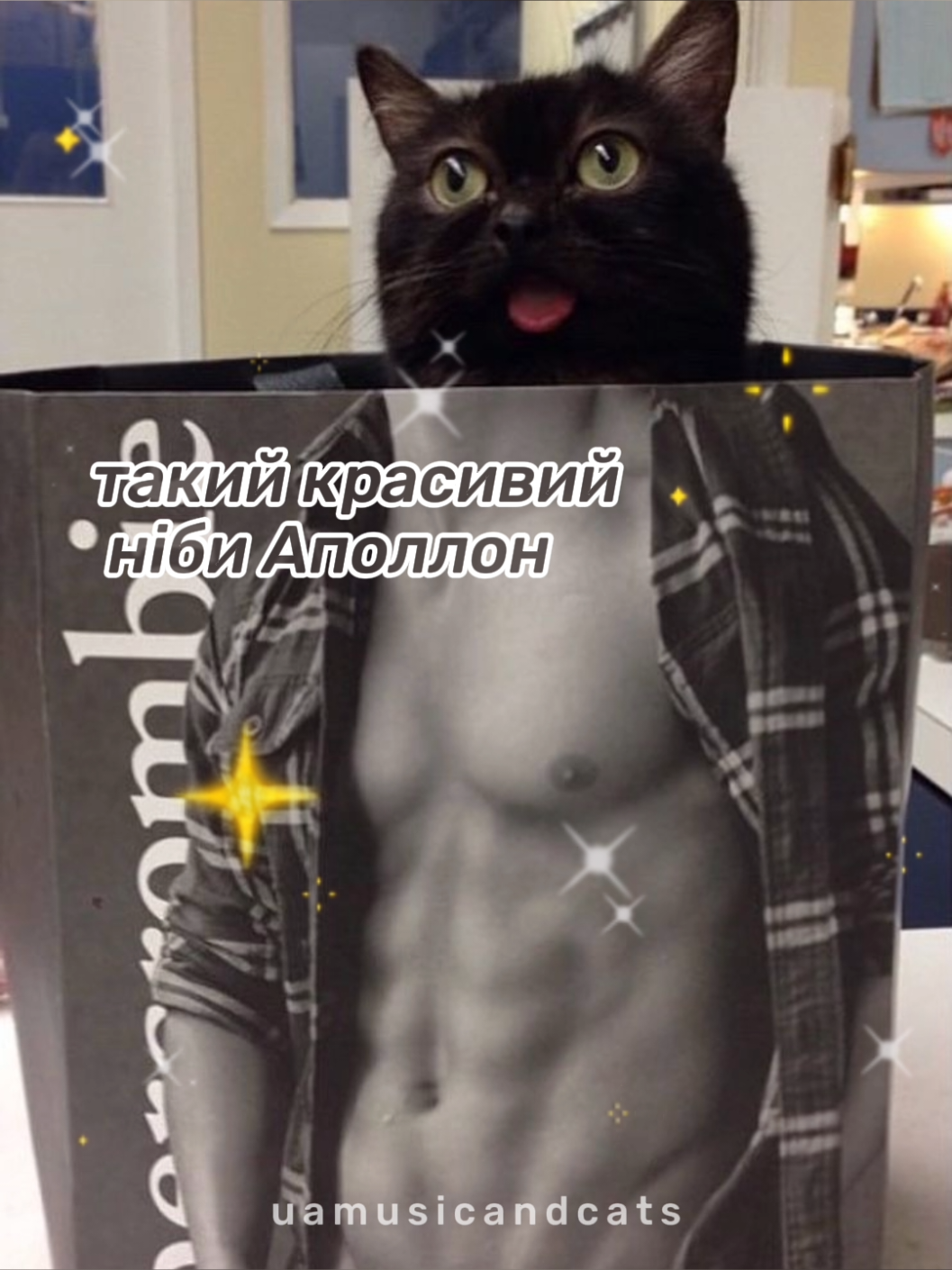 @🎧 музика і котики 🐱